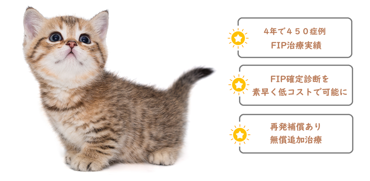 FIP（猫伝染性腹膜炎）の特徴