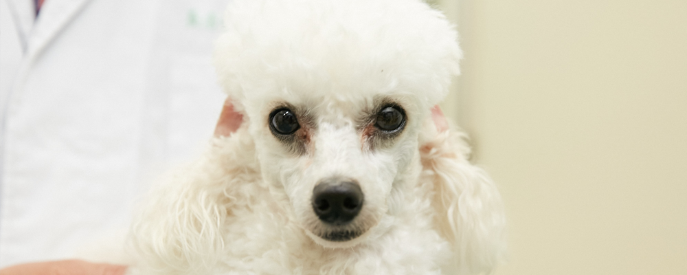 犬のがんが増えている 