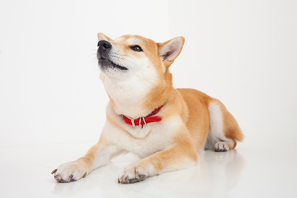 柴犬